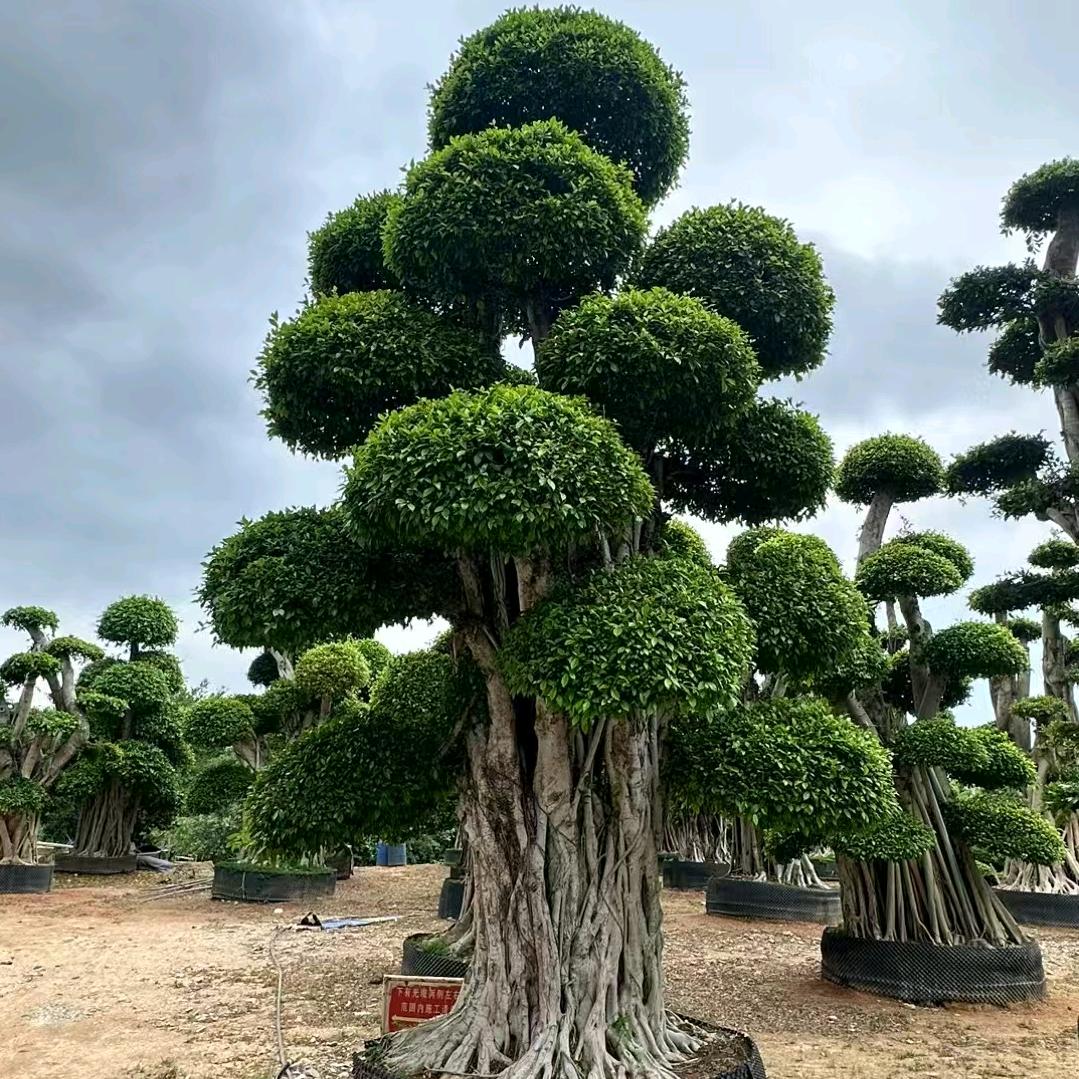 恒艺盛园艺场