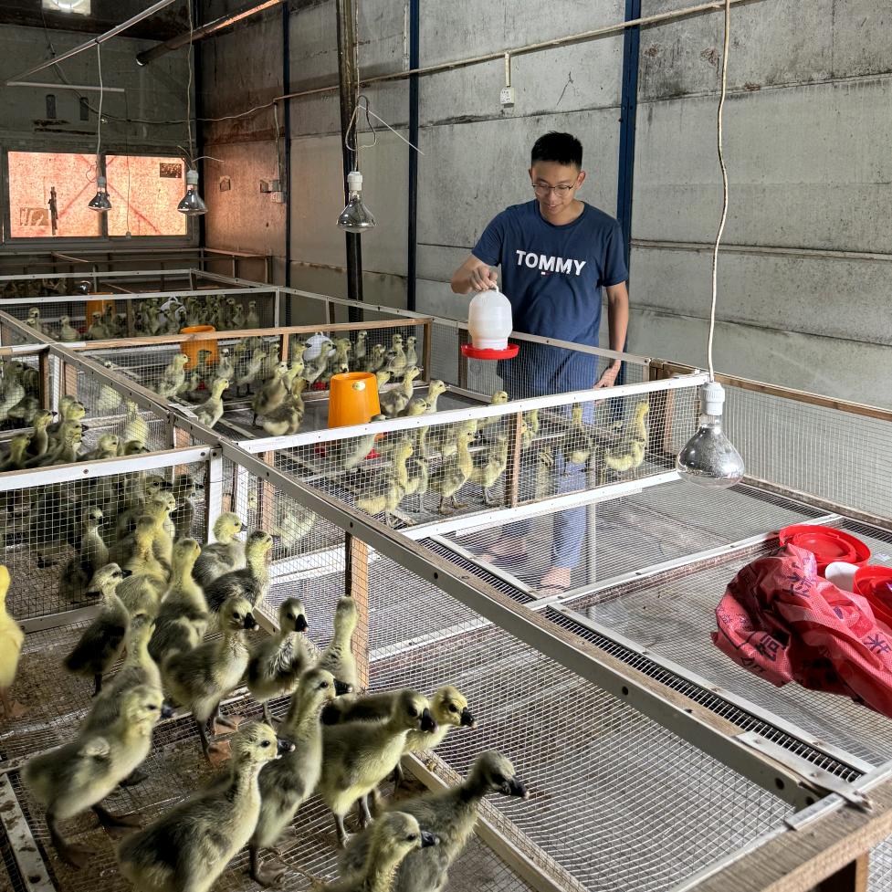 K杰(正大康地饲料)