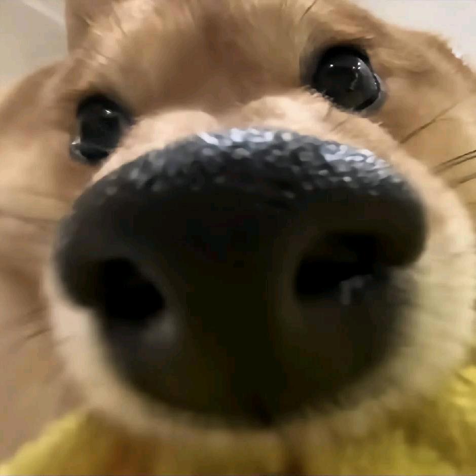 阿十吖_O_o不瘦不改名