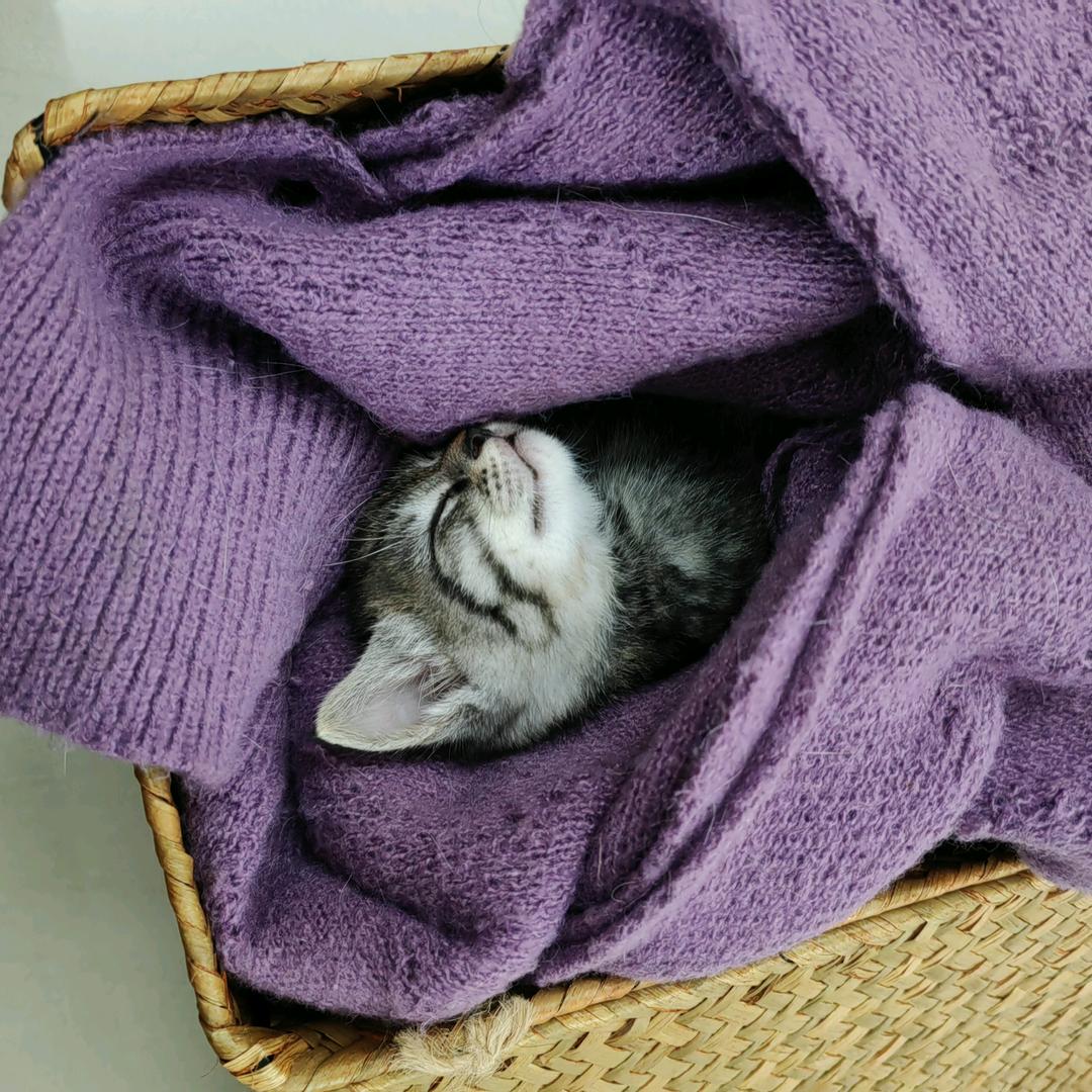 猫猫侠🐈