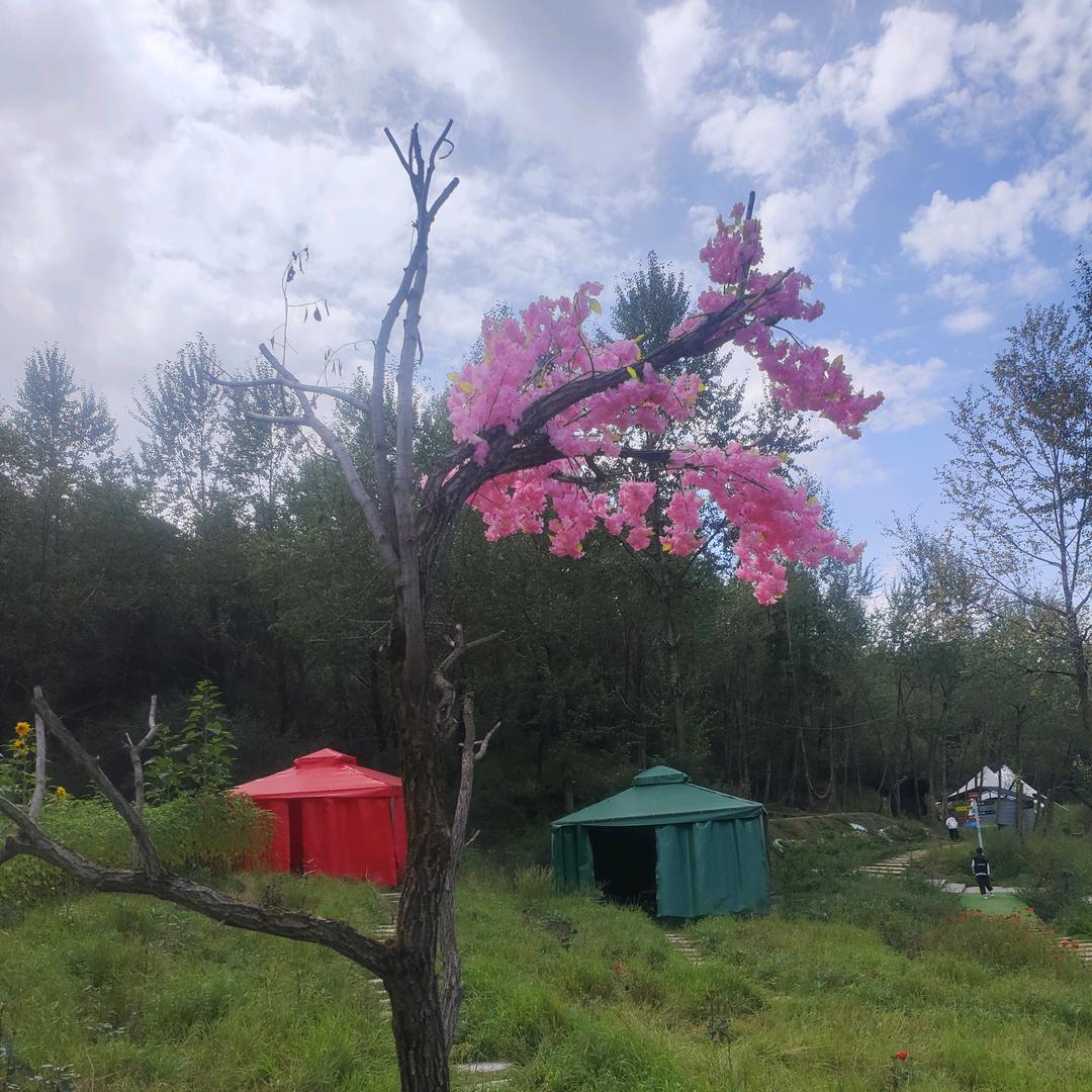 🌸樱花树下站谁都美🌸