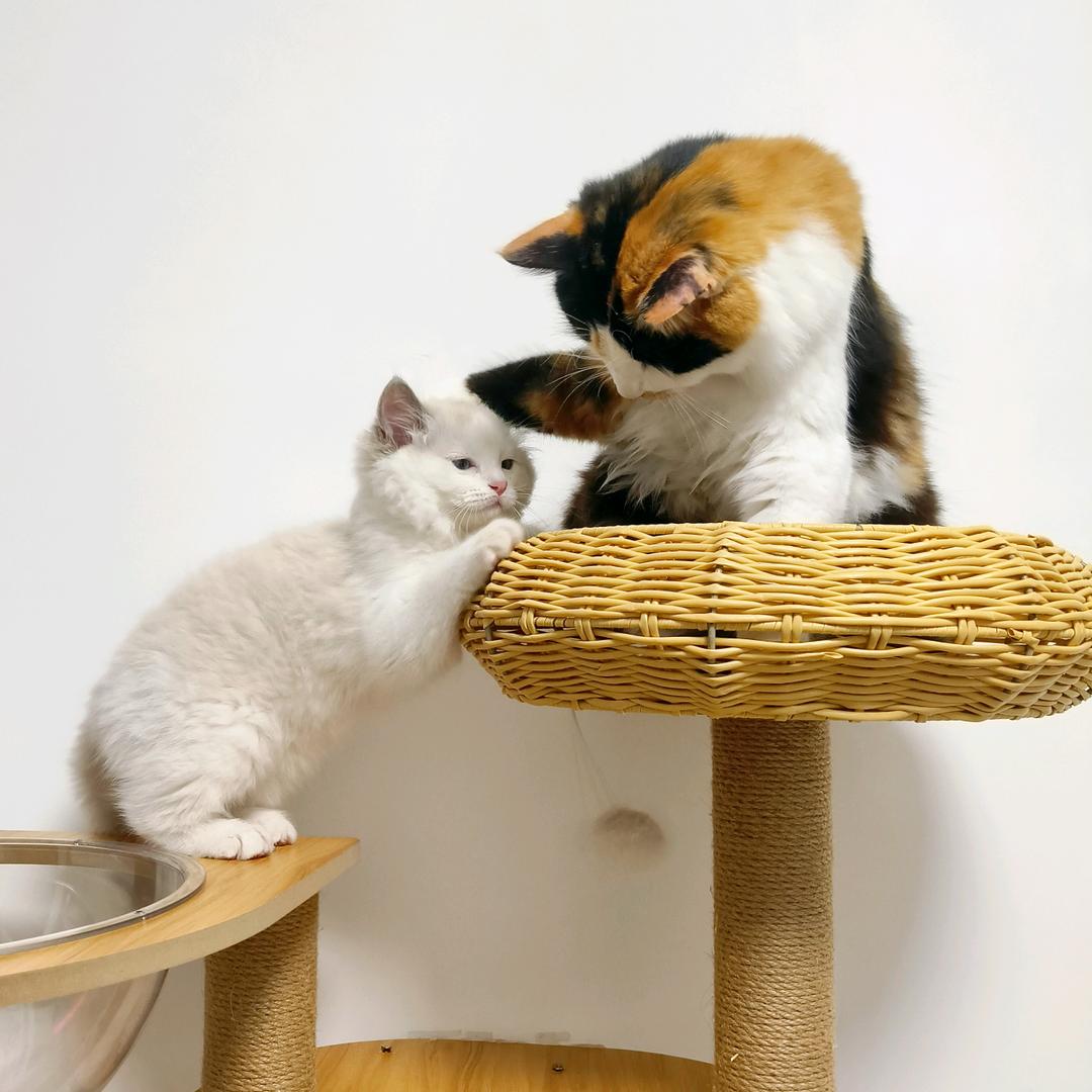 捞两小猫
