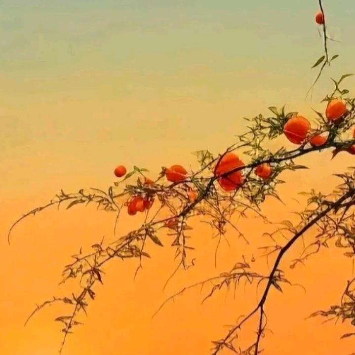 用户6621589104606张