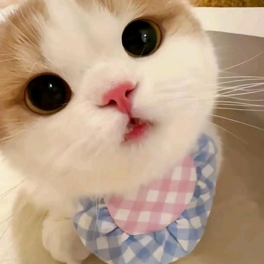 𝓢𝓾𝓲头像