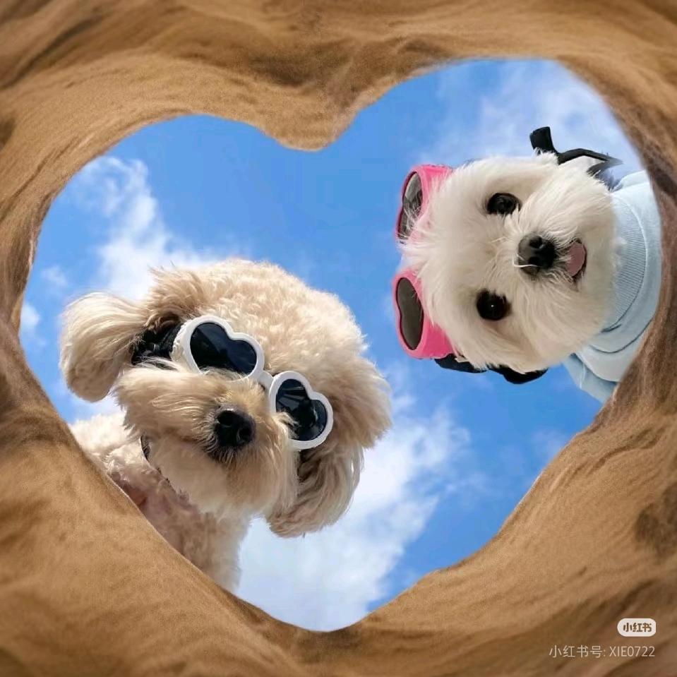 💤晕头小狗ˣˣ