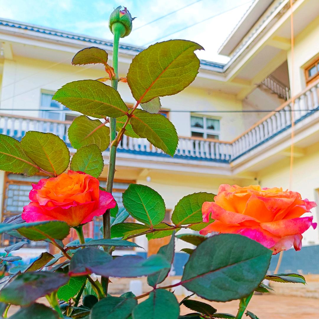 康乐🍀久久🌹