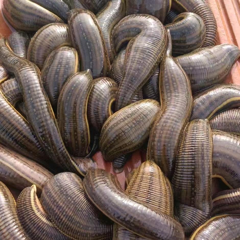 江苏水蛭蚂蝗养殖基地