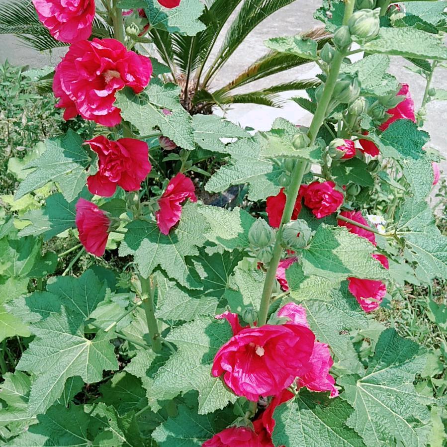 幸福怏乐每一天