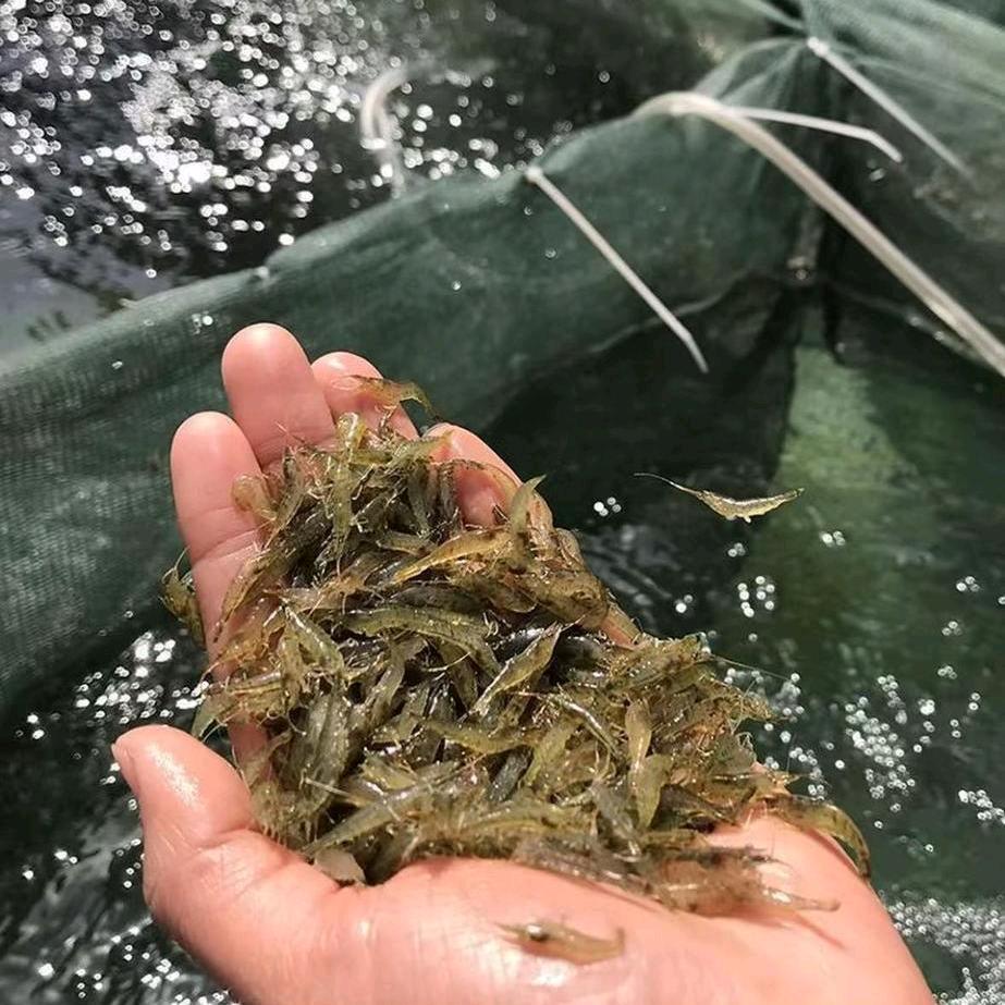 河虾养殖技术服务