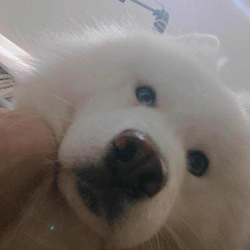 汪枉往旺财