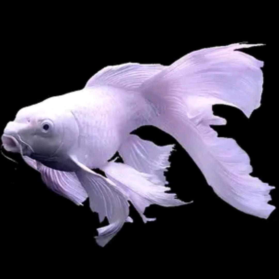 水族宠物集市