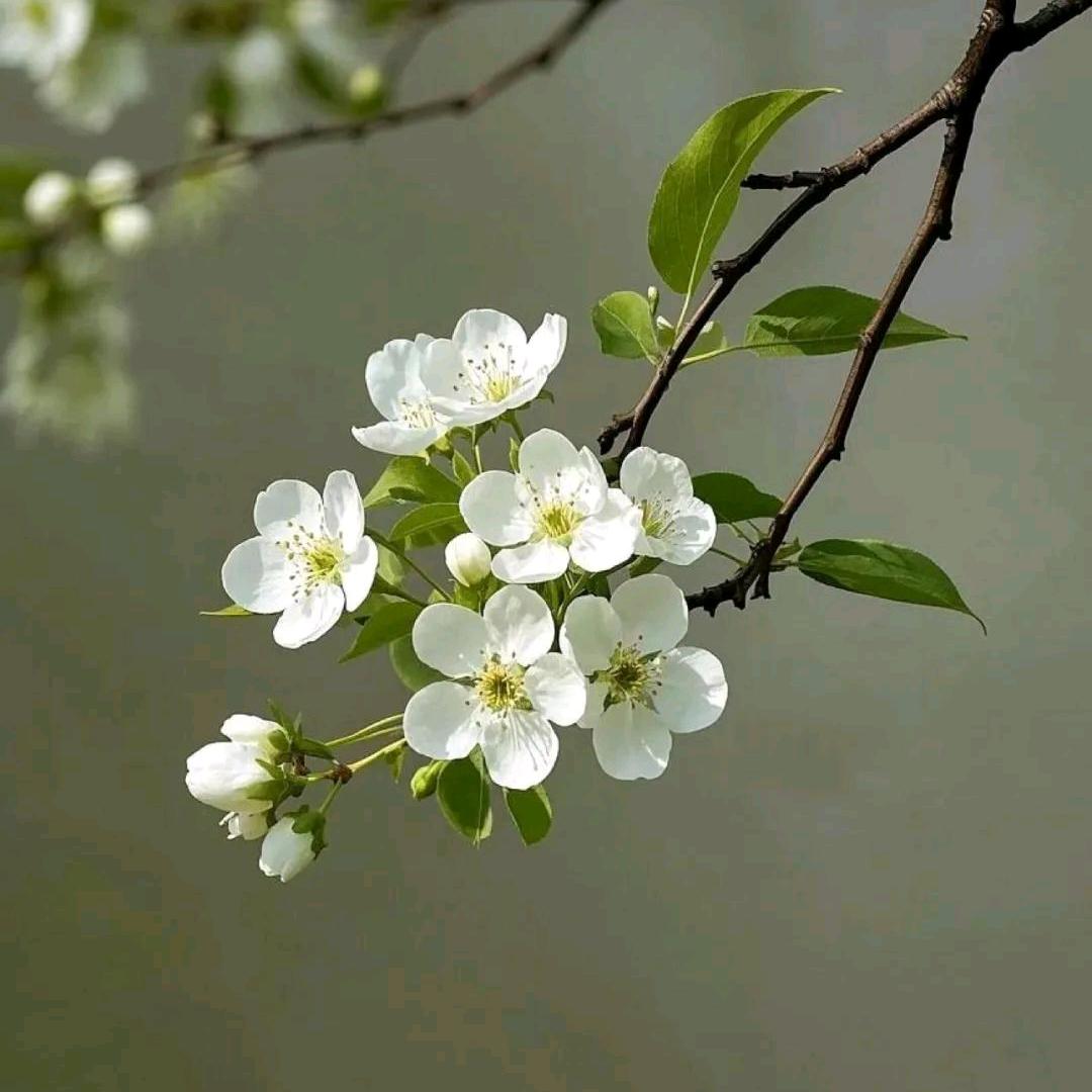 落花忆梦