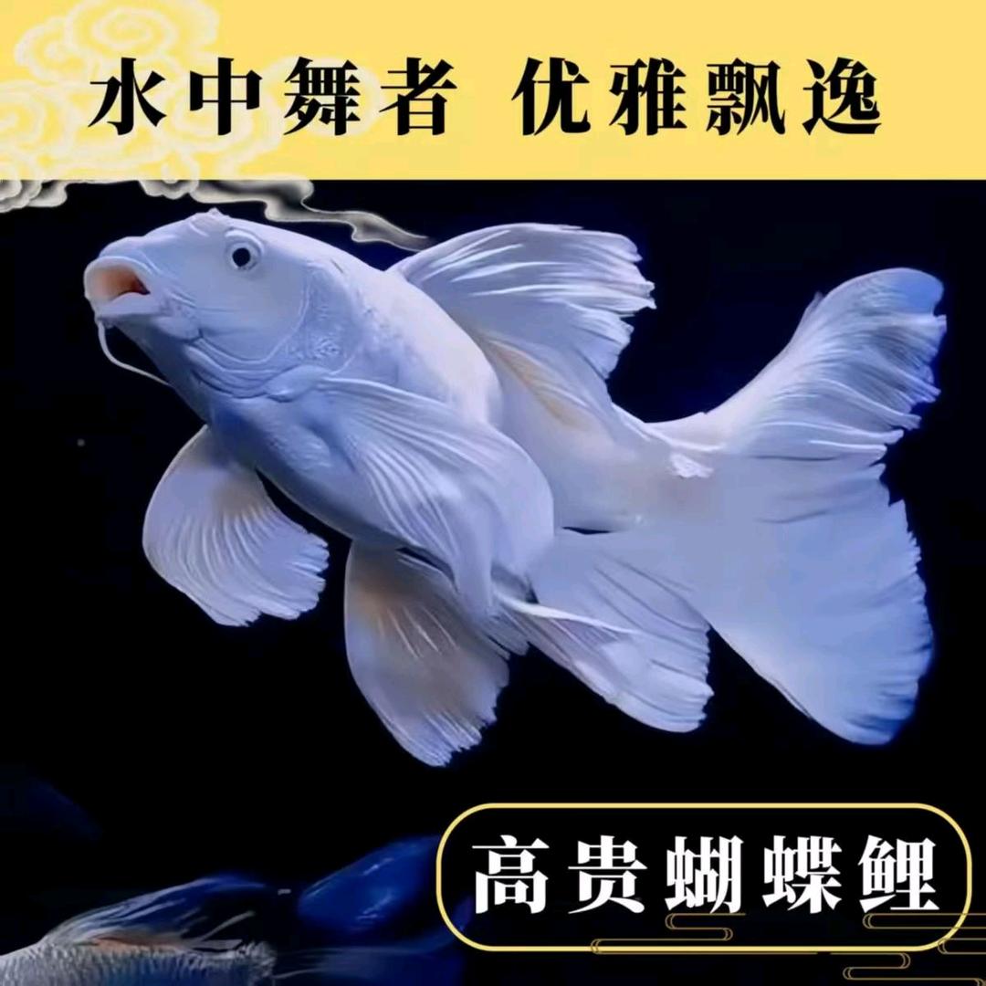 丰顺水族