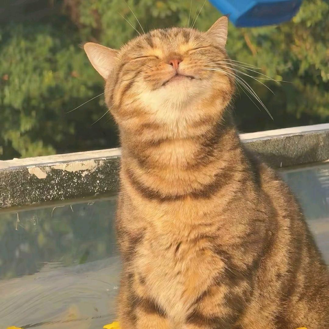 嘿嘿