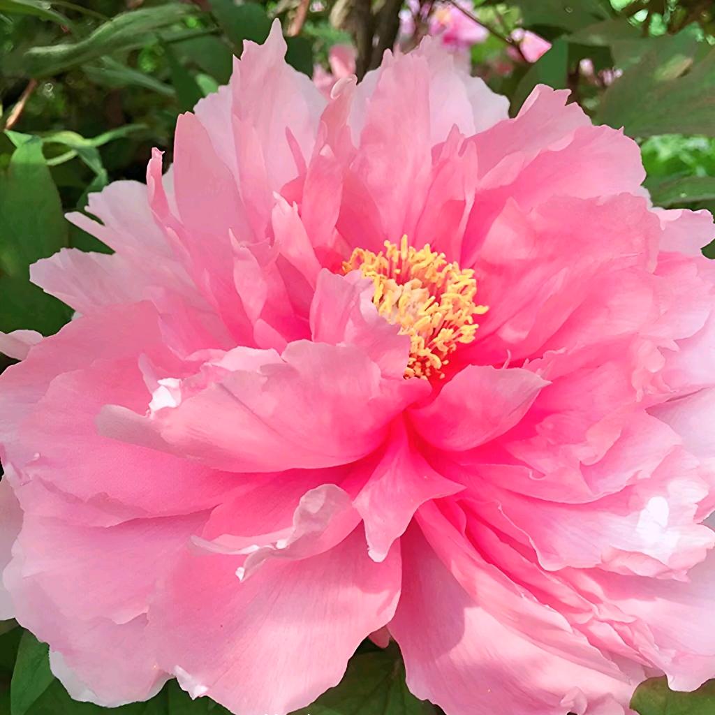 残疾，王姐(小号)