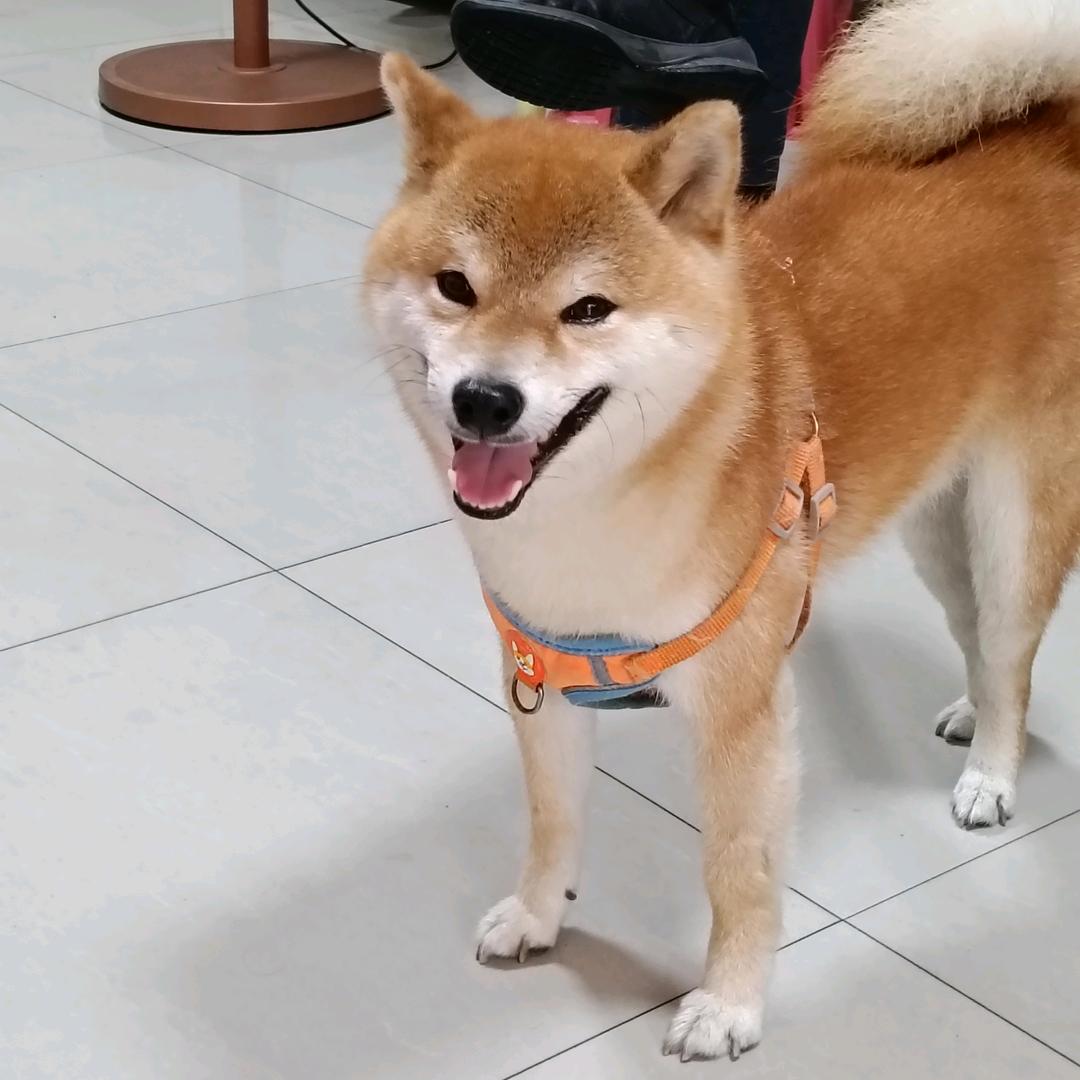 只愿君心似我心