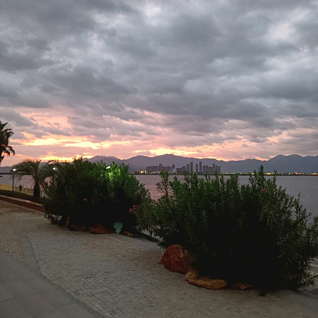 🌹你说的谎言🌹我学会装傻🌹