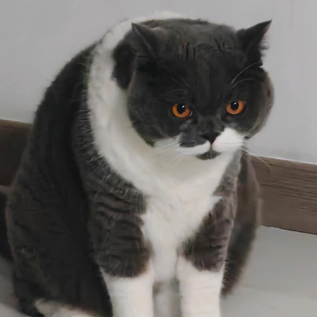 开心脆脆沙