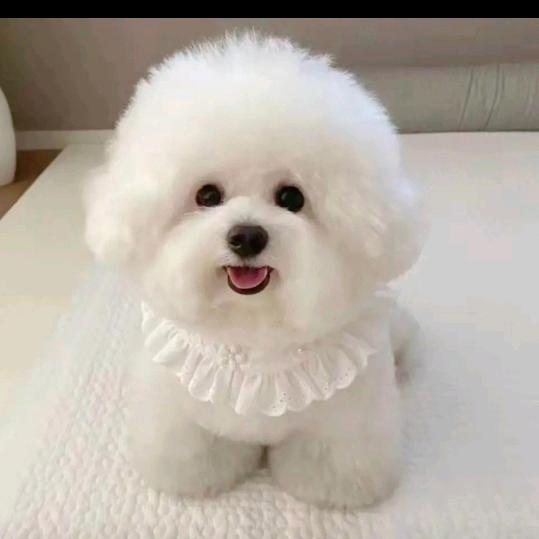 比熊艾米