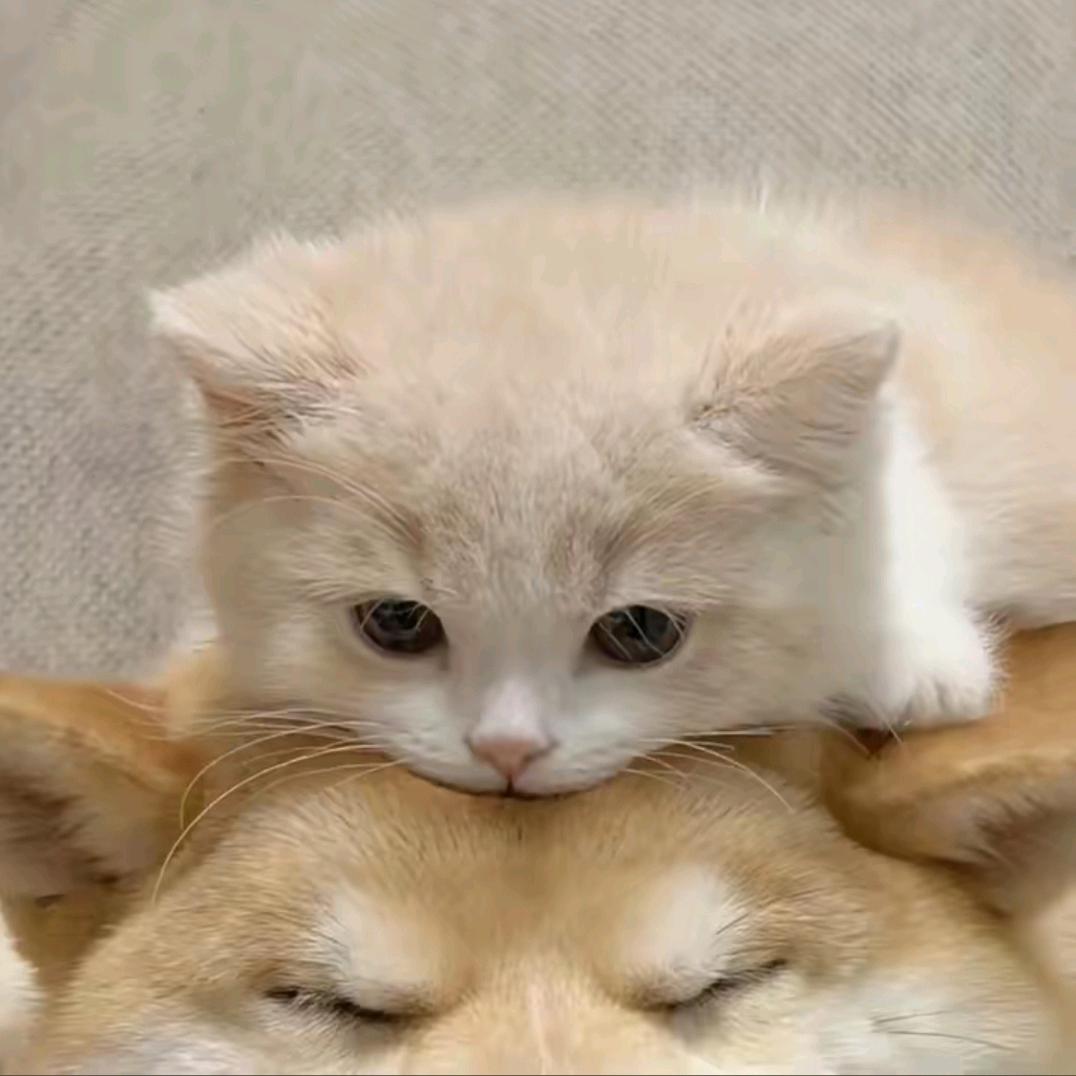 .墨水✨️(新星画社)