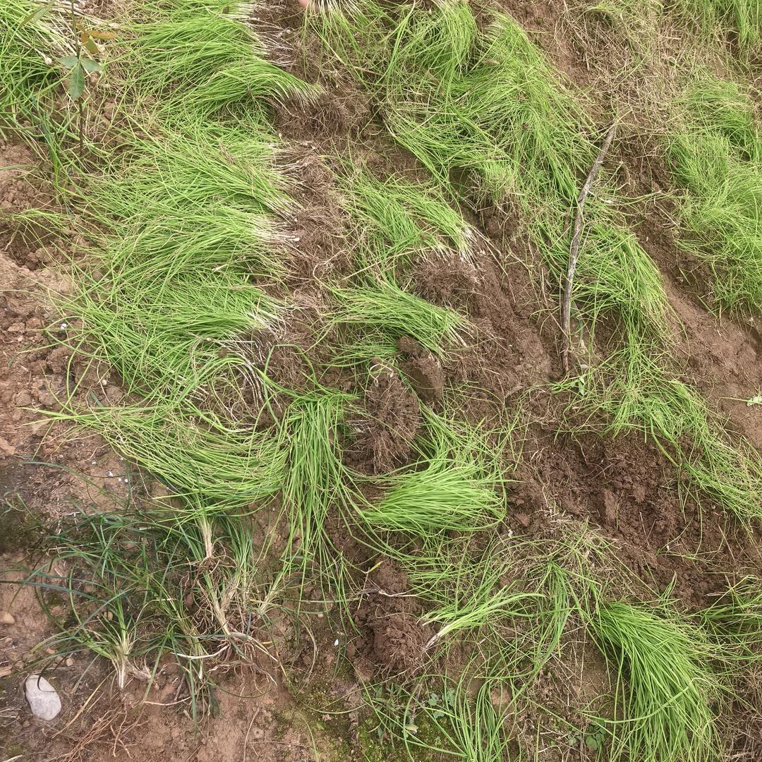 纯天然的绿色生活