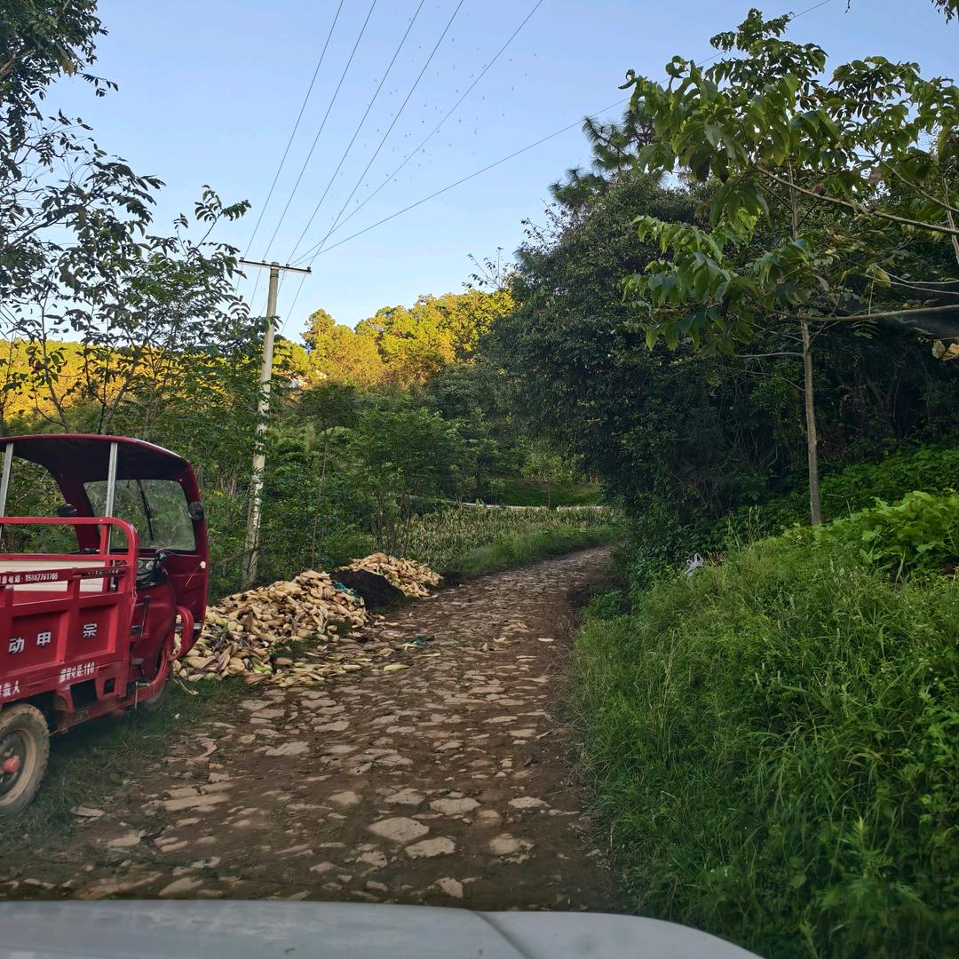 南华小满野生菌土特产