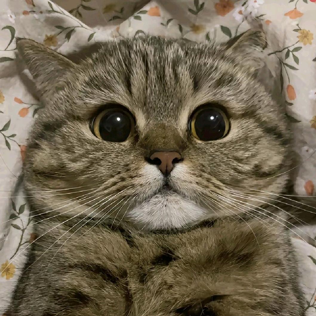 发财喵