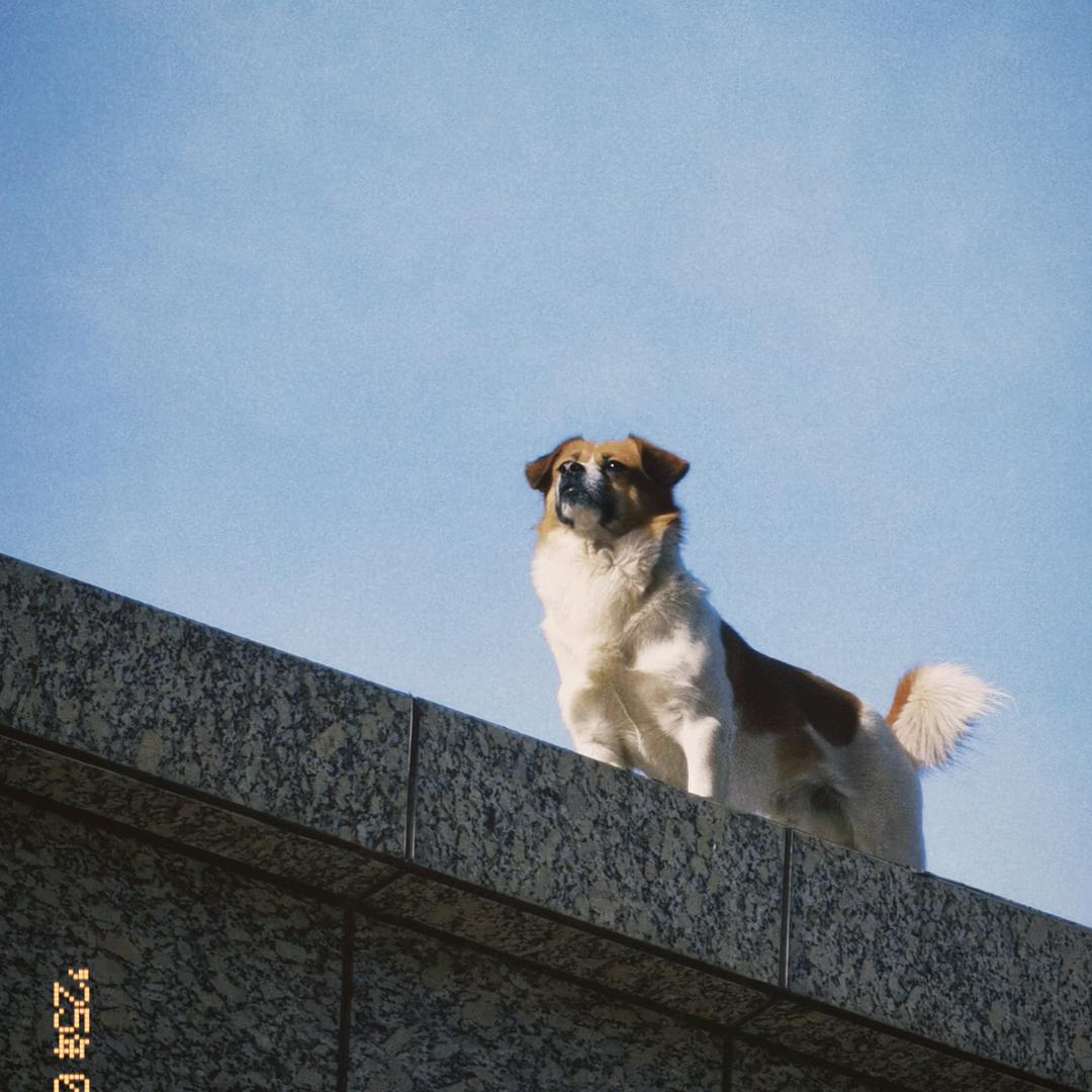 Arui