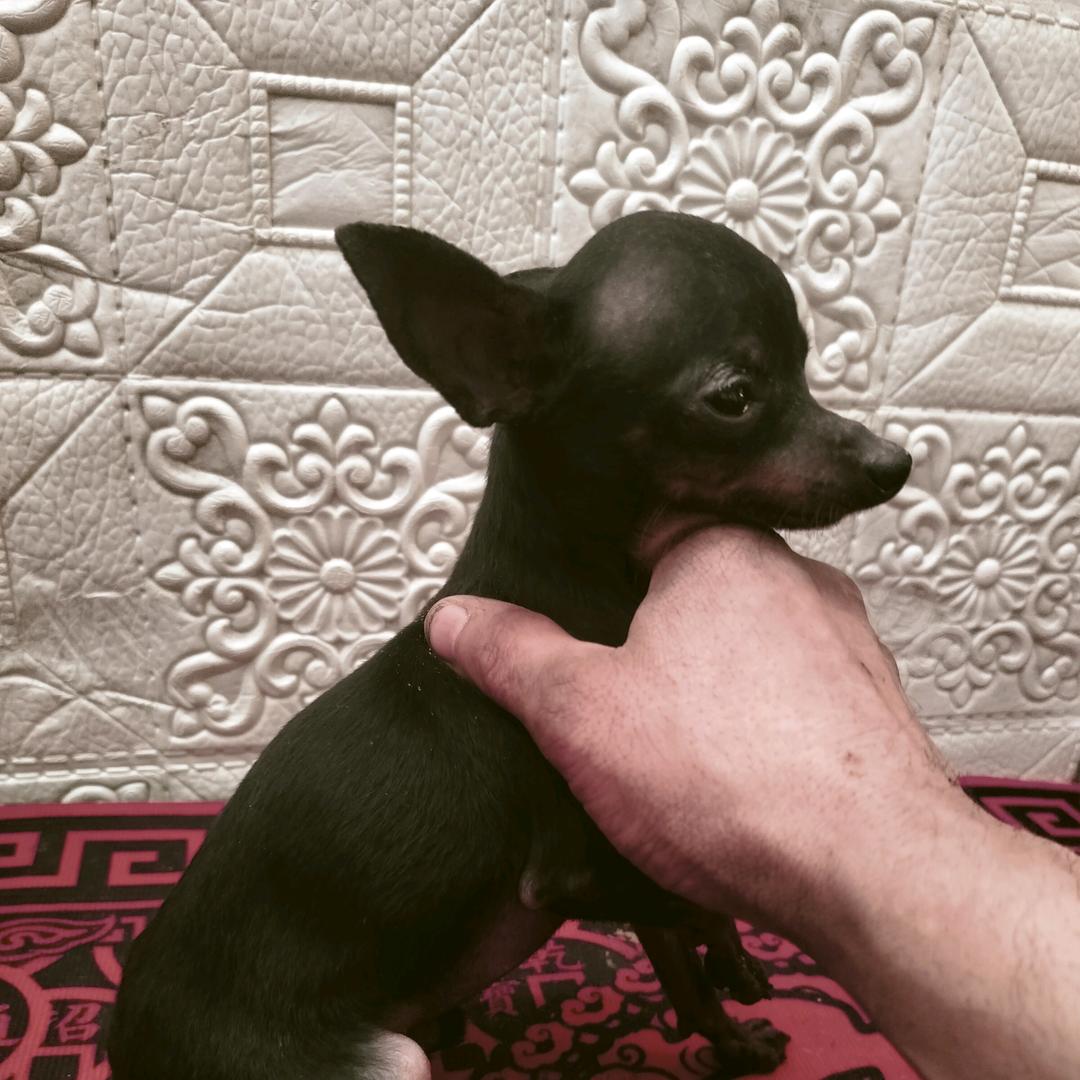 随缘小鹿犬