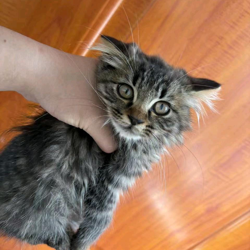 爱吃香香香香菜