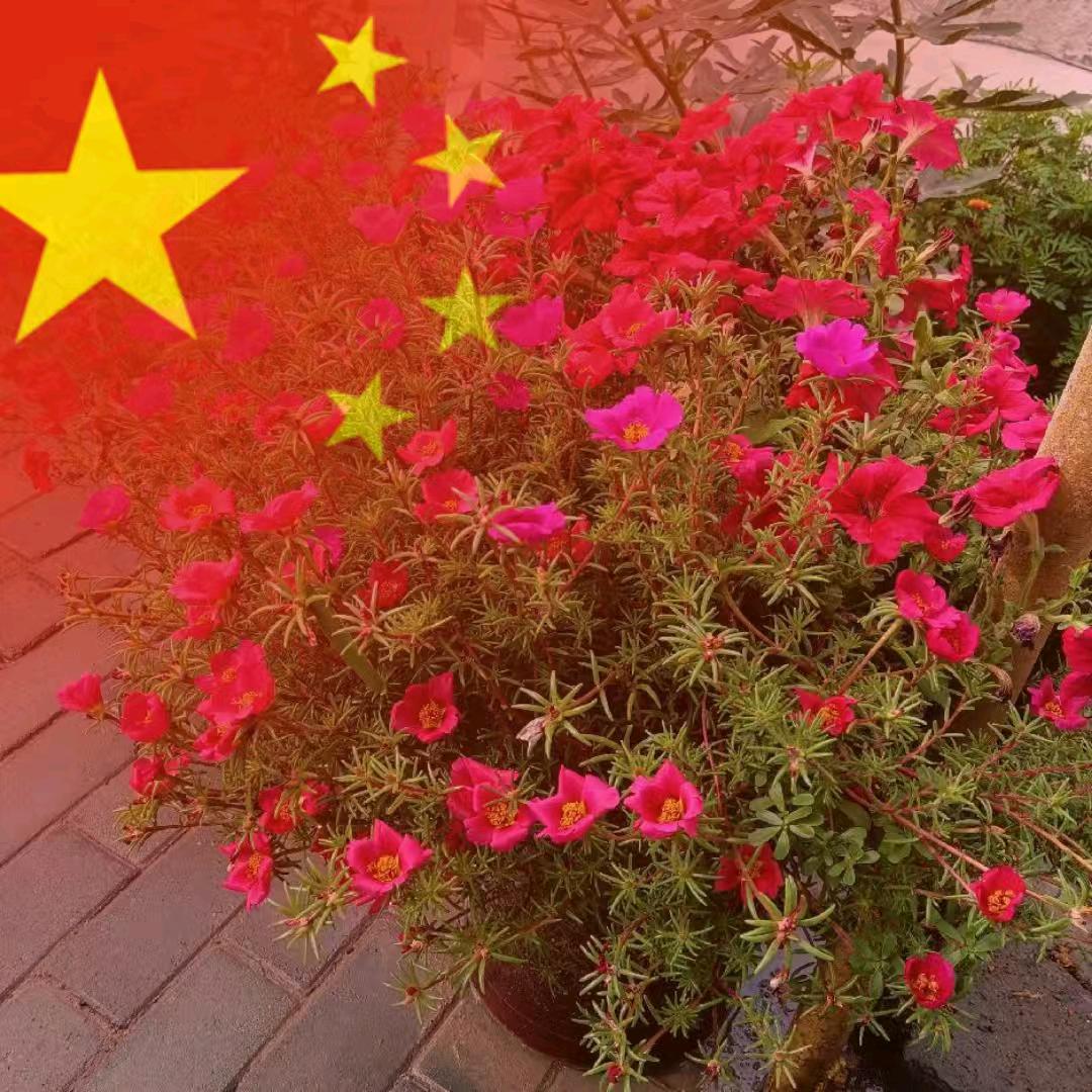 晨曦🇨🇳