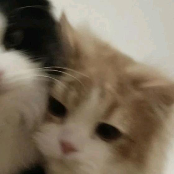 就拿亿点嘛 ˊᵕˋ )ଓ⁾