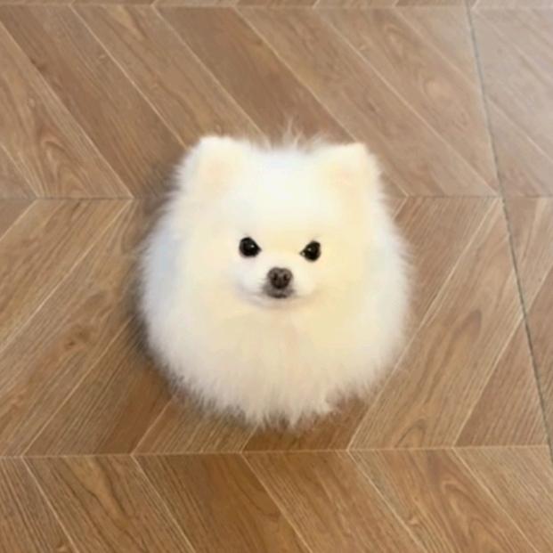 小歪大王
