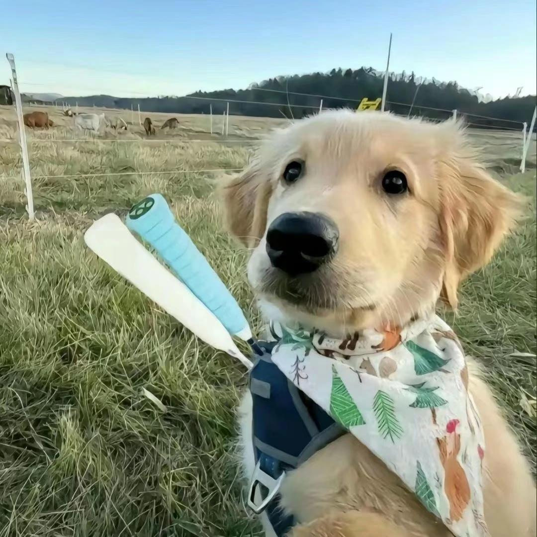 小王杀球爱下网🏸