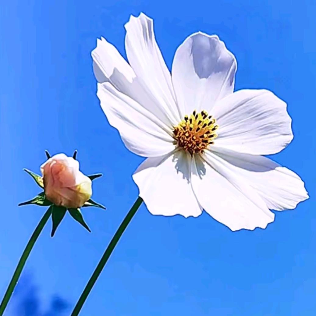 小瑞
