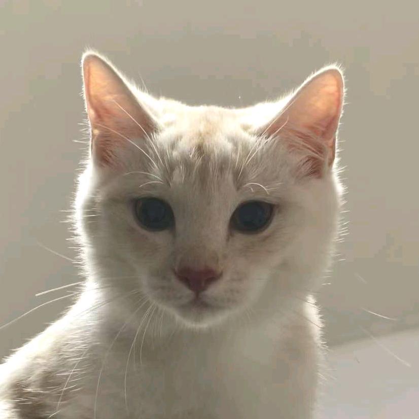 擯小.