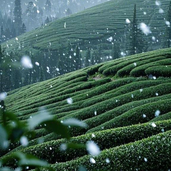 熊朝树杏山茶厂（信阳毛尖）
