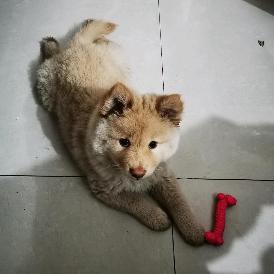 举旺爱跑调