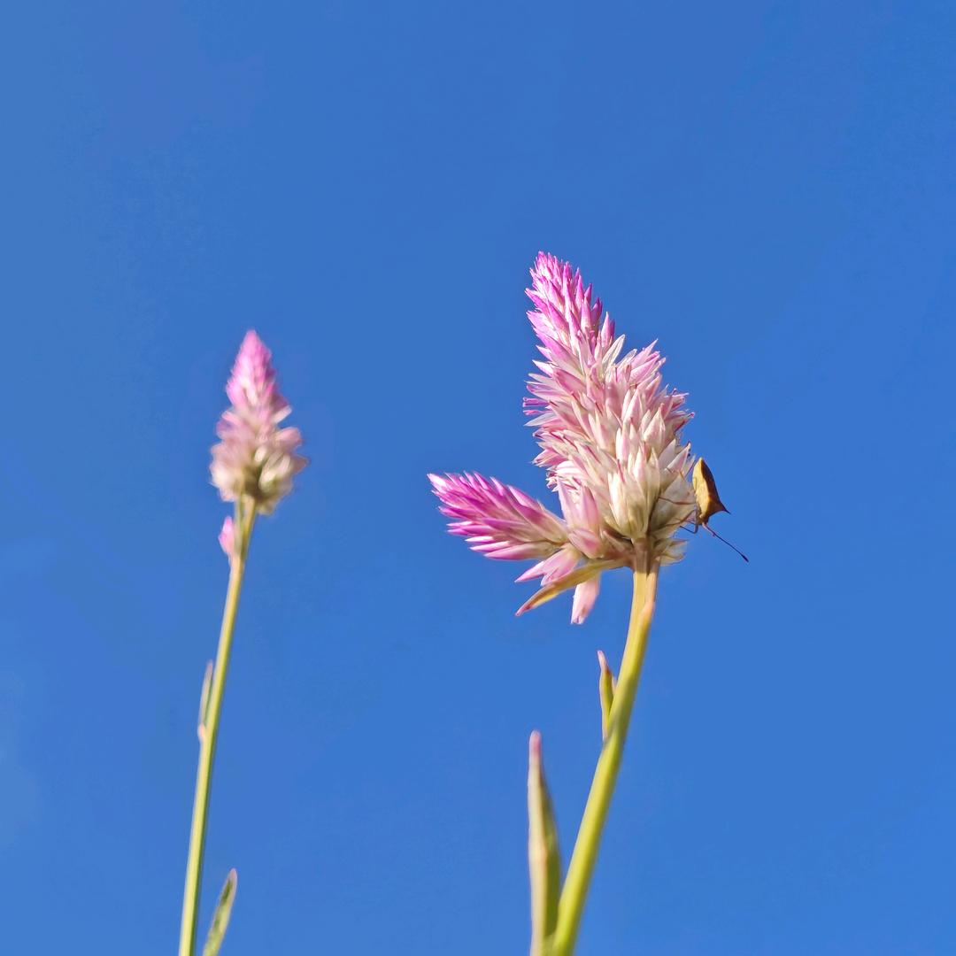 BEYONDGrace 风语者