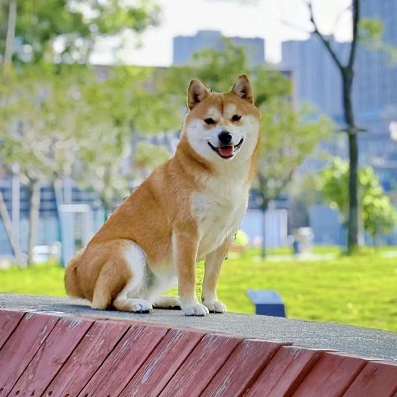 柏霖哥