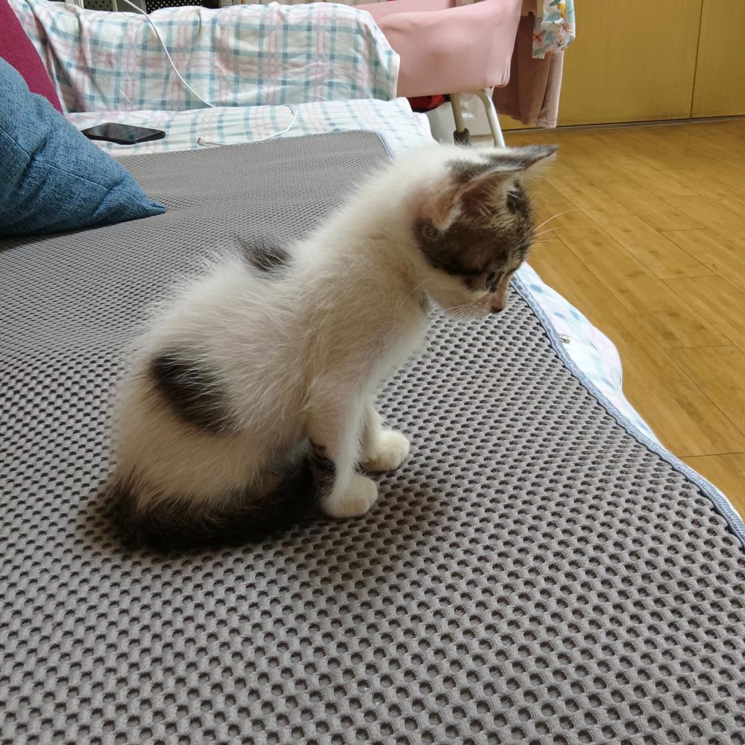 小猫咪财宝！