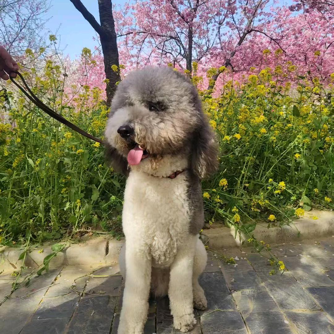 我家壮壮吖
