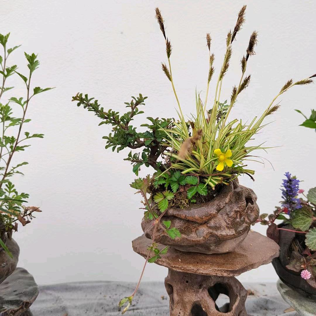 小骆山野草