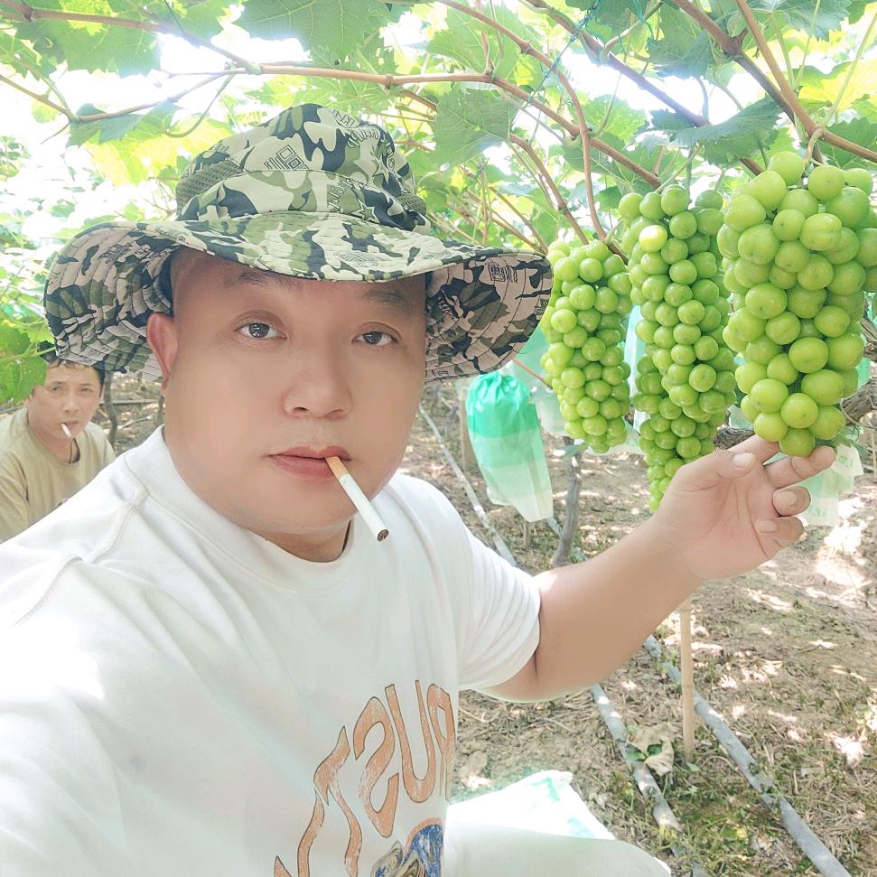 石门柑橘，纽和尔脐橙，代办江先生