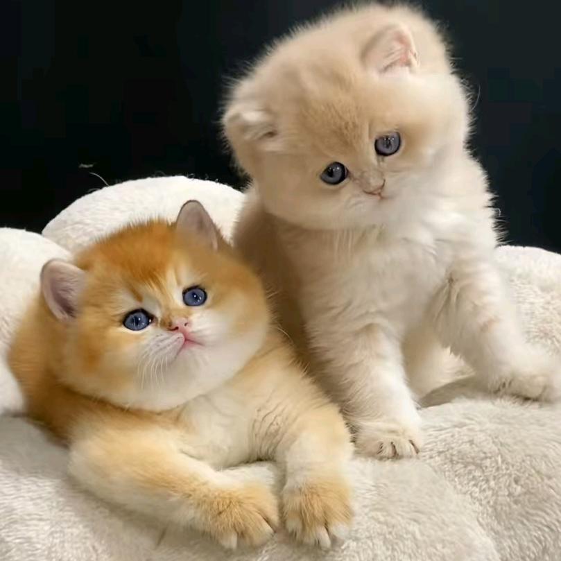 💞ღ᭄ོོ亮ꦿ᭄࿐