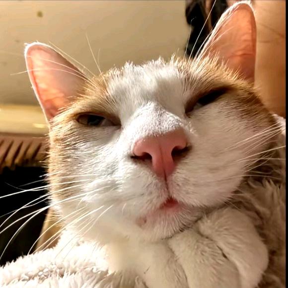 玖眩