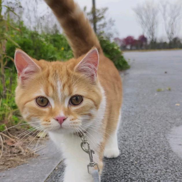 橘子不是橘猫