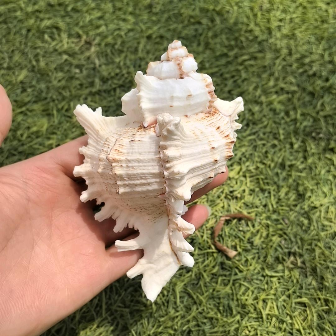 常年大量收羊油  牛油  羊宝