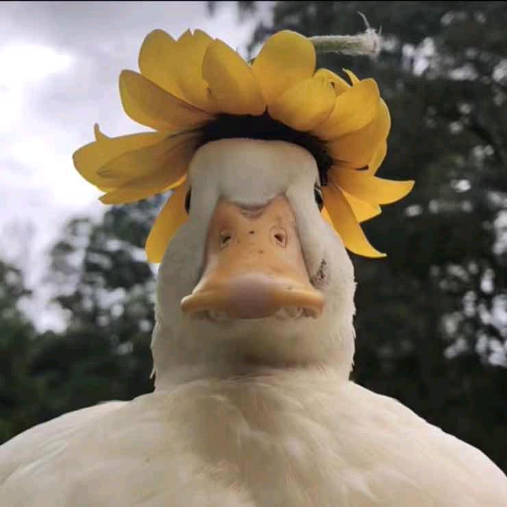 水瓶♒