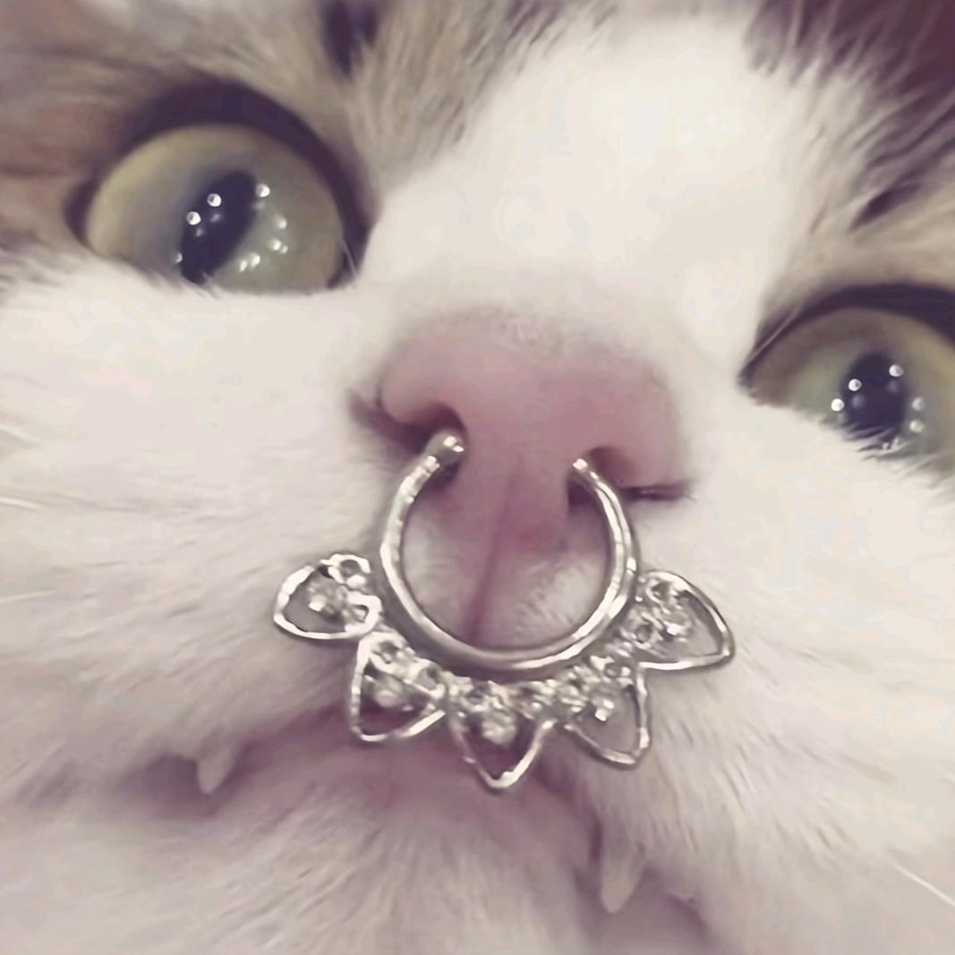 鸭咪